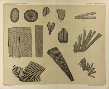 Botanical Print - Ferns, Fontaine, 1885