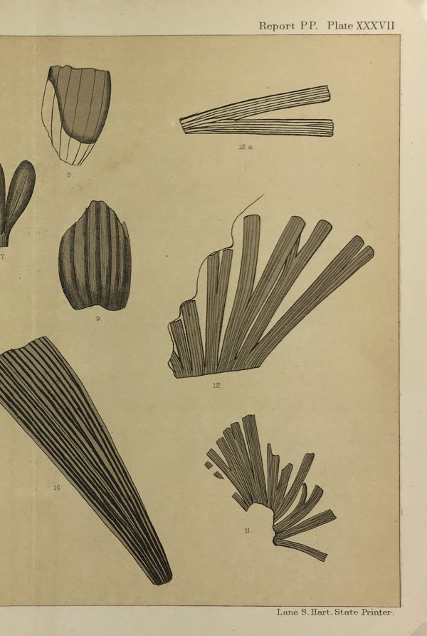 Botanical Print - Ferns, Fontaine, 1885