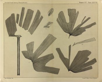 Botanical Print - Ferns, Fontaine, 1885