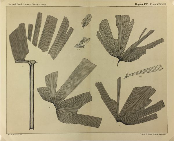 Botanical Print - Ferns, Fontaine, 1885