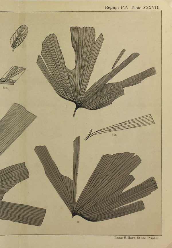 Botanical Print - Ferns, Fontaine, 1885