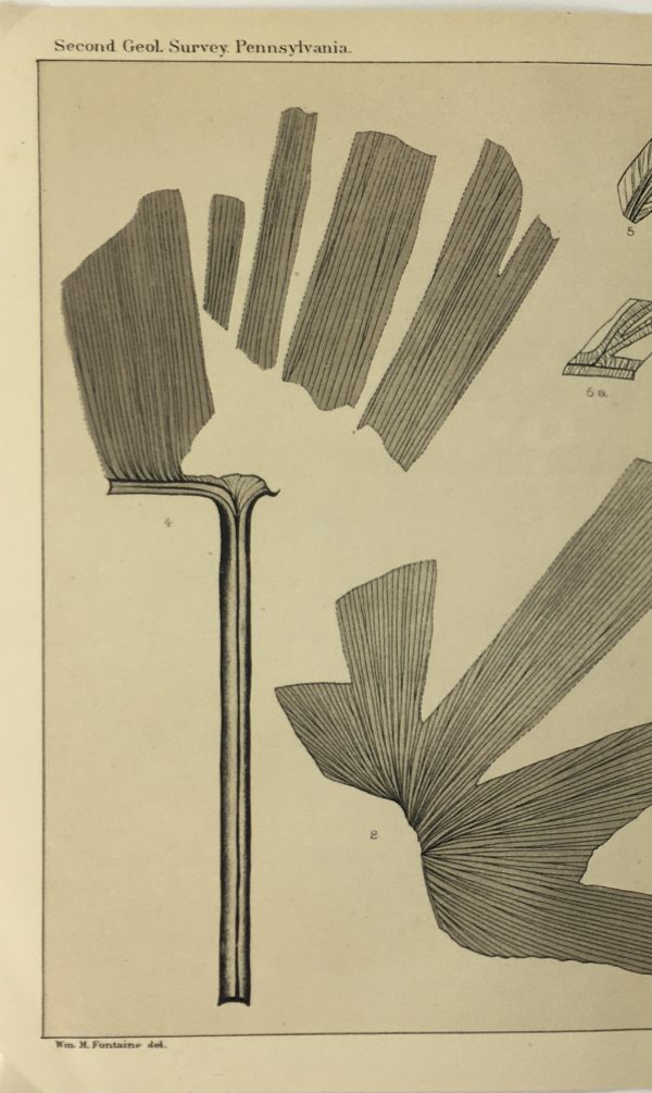Botanical Print - Ferns, Fontaine, 1885