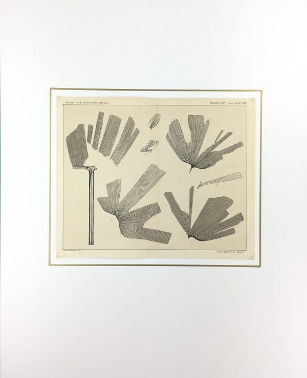 Botanical Print - Ferns, Fontaine, 1885