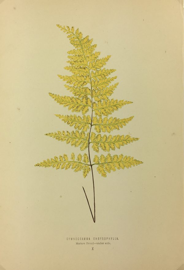 Botanical Print - Ferns, E.J. Lowe, 1867