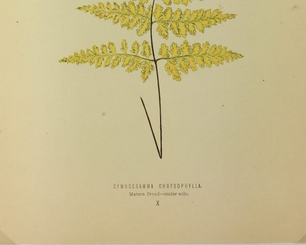 Botanical Print - Ferns, E.J. Lowe, 1867