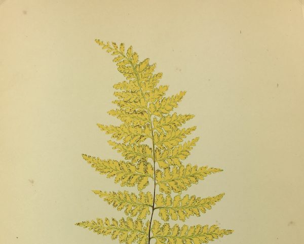 Botanical Print - Ferns, E.J. Lowe, 1867