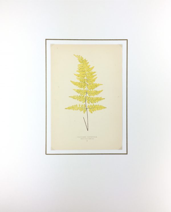 Botanical Print - Ferns, E.J. Lowe, 1867