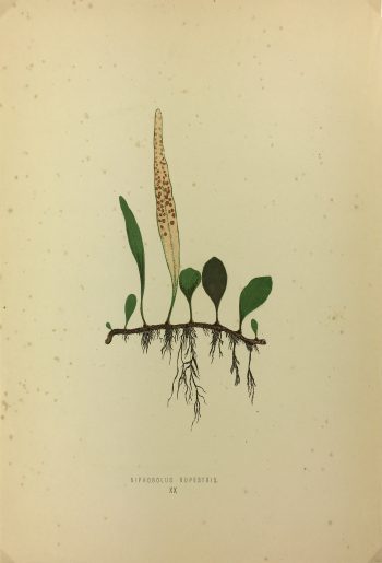 Botanical Print - Ferns, E.J. Lowe, 1867