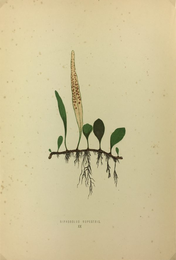 Botanical Print - Ferns, E.J. Lowe, 1867