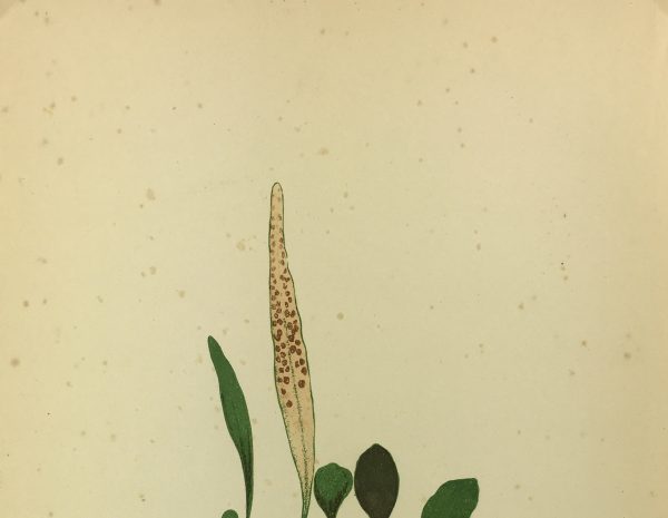 Botanical Print - Ferns, E.J. Lowe, 1867