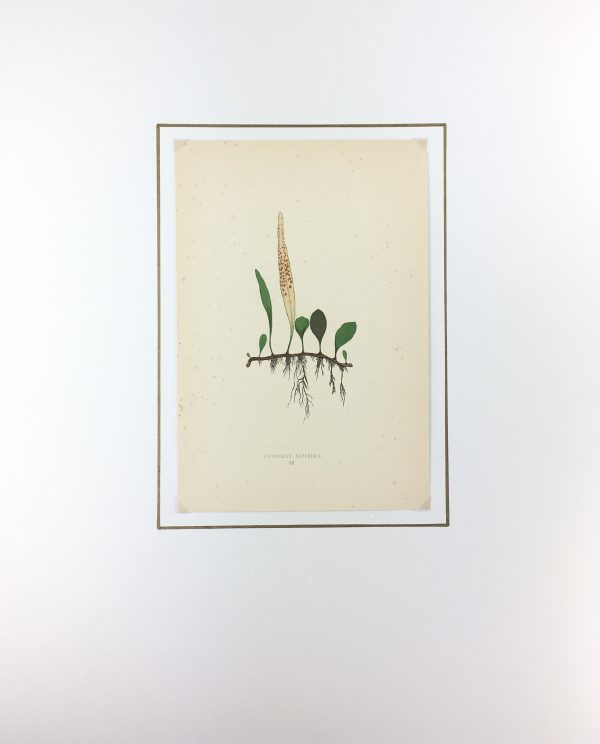 Botanical Print - Ferns, E.J. Lowe, 1867