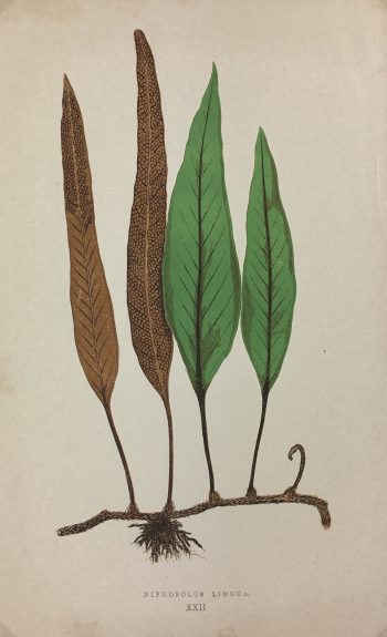 Botanical Print - Ferns, E.J. Lowe, 1870