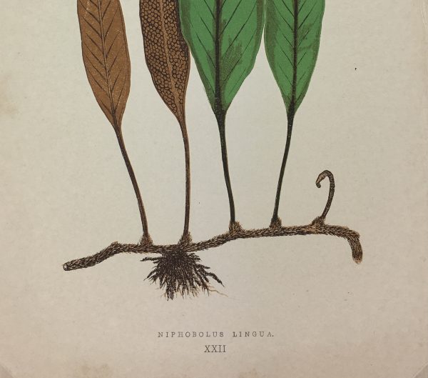 Botanical Print - Ferns, E.J. Lowe, 1870