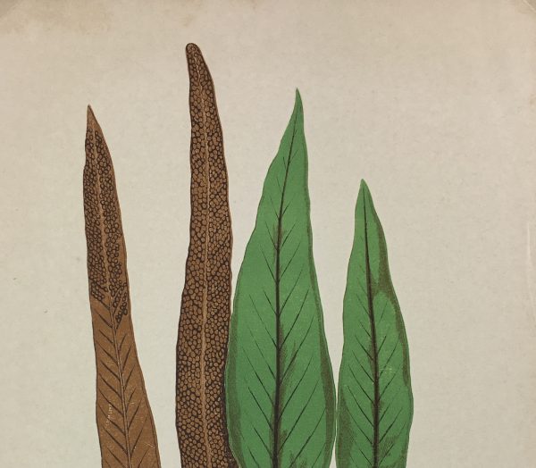 Botanical Print - Ferns, E.J. Lowe, 1870