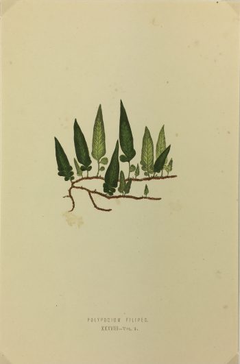 Botanical Print - Ferns, E.J. Lowe, 1870