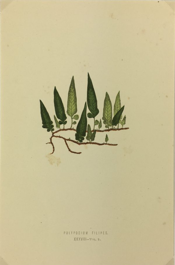 Botanical Print - Ferns, E.J. Lowe, 1870