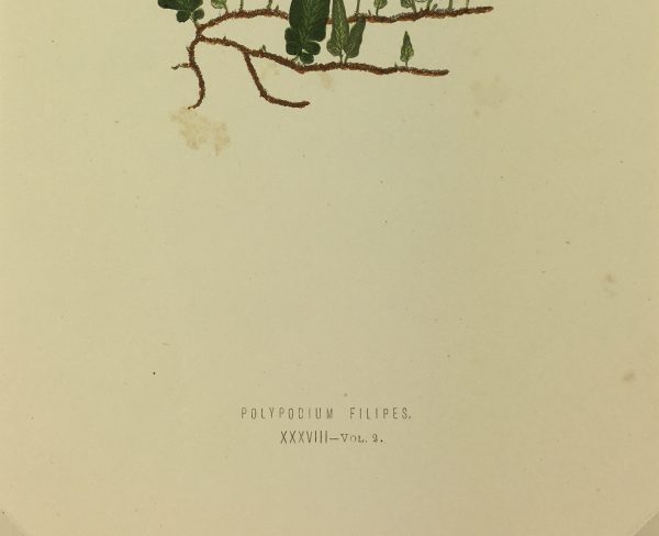 Botanical Print - Ferns, E.J. Lowe, 1870