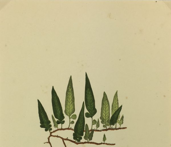 Botanical Print - Ferns, E.J. Lowe, 1870