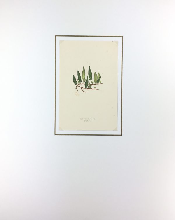 Botanical Print - Ferns, E.J. Lowe, 1870