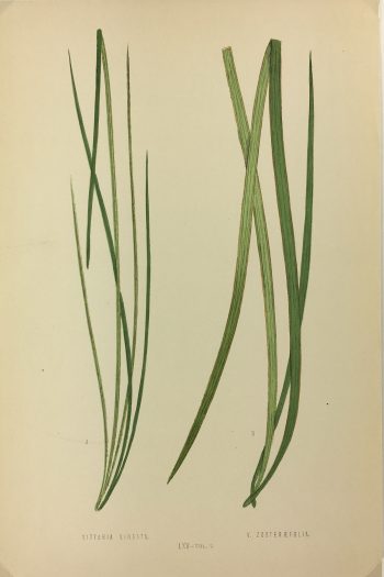 Botanical Print - Ferns, E.J. Lowe, 1867