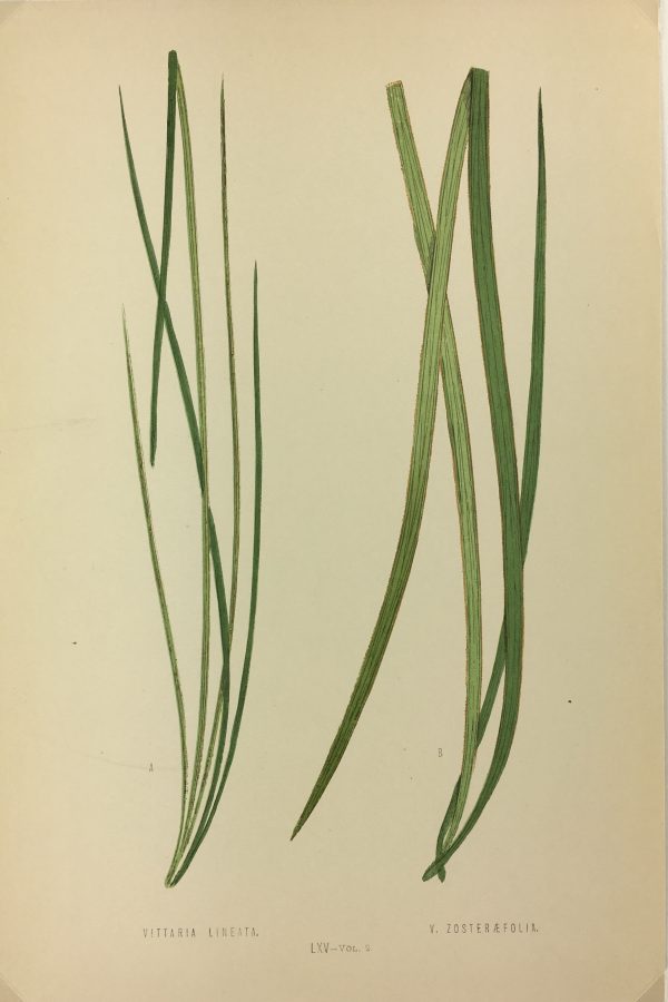 Botanical Print - Ferns, E.J. Lowe, 1867