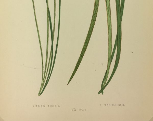 Botanical Print - Ferns, E.J. Lowe, 1867