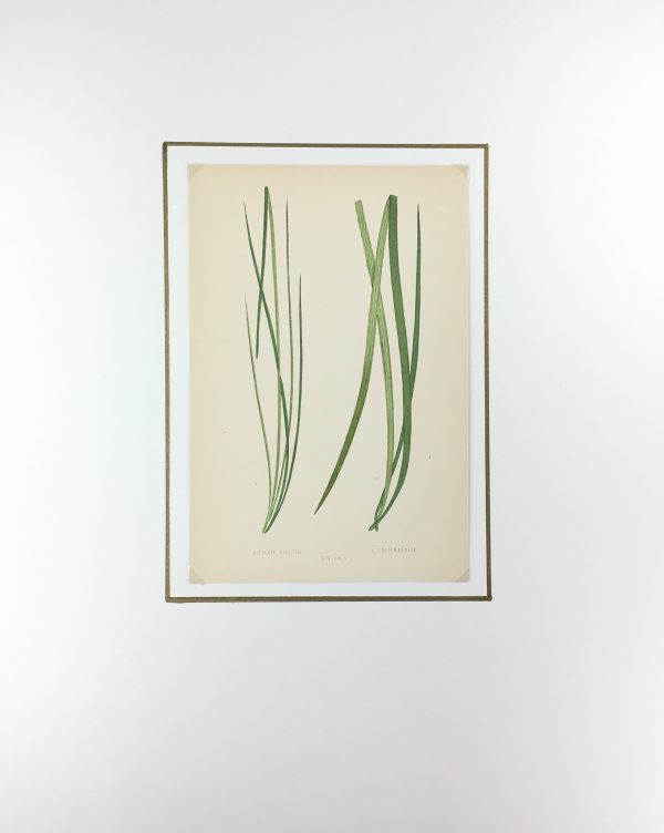 Botanical Print - Ferns, E.J. Lowe, 1867