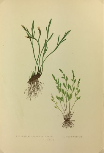 Botanical Print - Ferns, E.J. Lowe, 1867