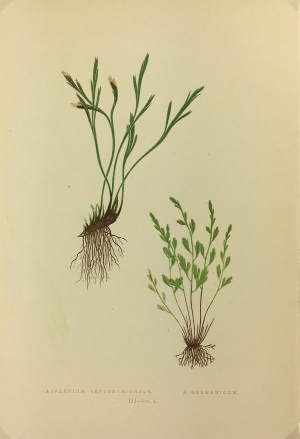Botanical Print - Ferns, E.J. Lowe, 1867