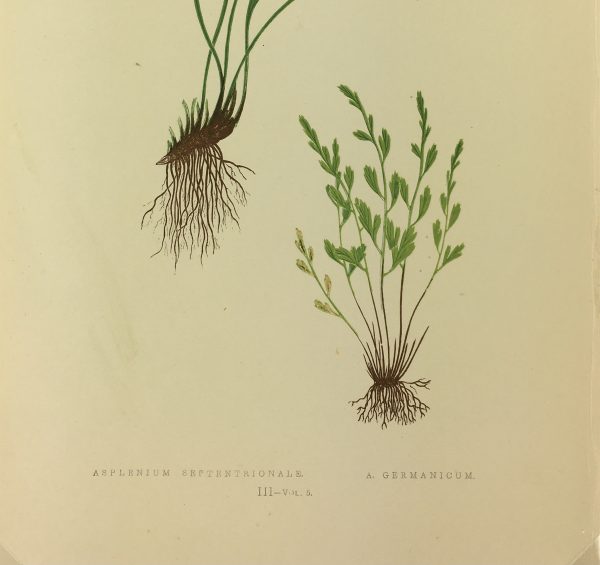 Botanical Print - Ferns, E.J. Lowe, 1867