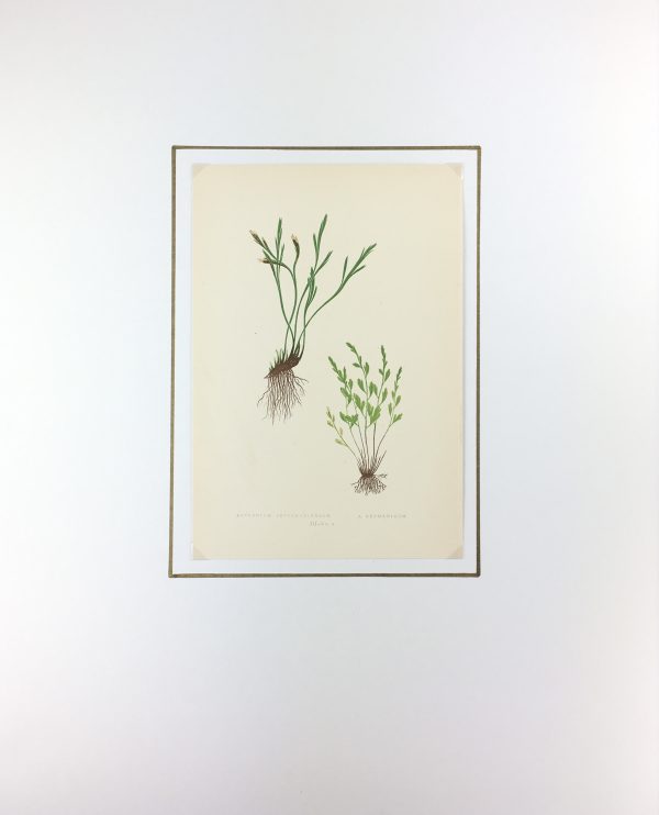 Botanical Print - Ferns, E.J. Lowe, 1867