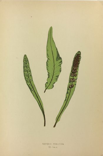 Botanical Print - Ferns, E.J. Lowe, 1867