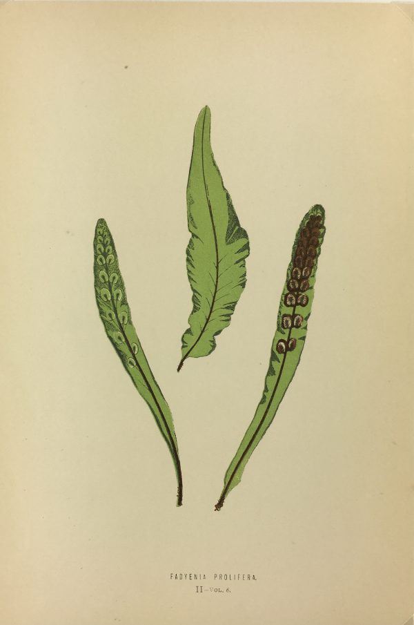 Botanical Print - Ferns, E.J. Lowe, 1867