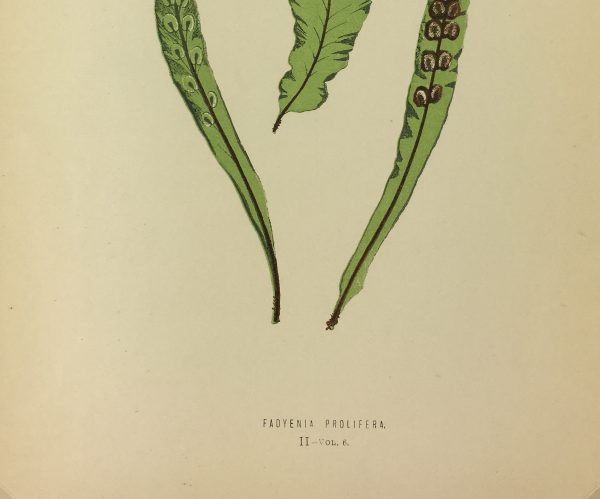 Botanical Print - Ferns, E.J. Lowe, 1867