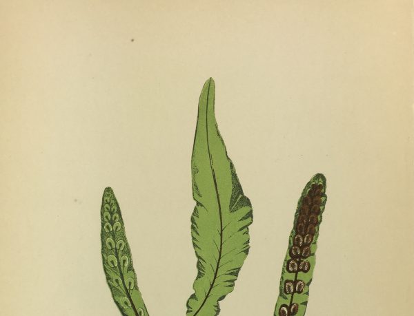 Botanical Print - Ferns, E.J. Lowe, 1867
