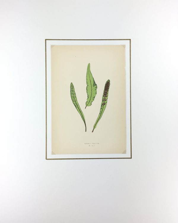 Botanical Print - Ferns, E.J. Lowe, 1867