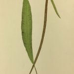 Botanical Print - Ferns, E.J. Lowe, 1867