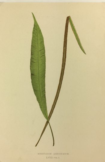 Botanical Print - Ferns, E.J. Lowe, 1867
