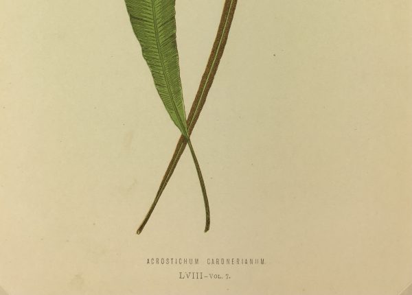 Botanical Print - Ferns, E.J. Lowe, 1867