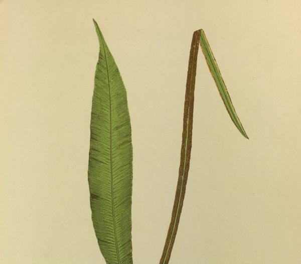 Botanical Print - Ferns, E.J. Lowe, 1867