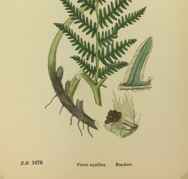 Botanical Print - Ferns, E.J. Lowe, 1870