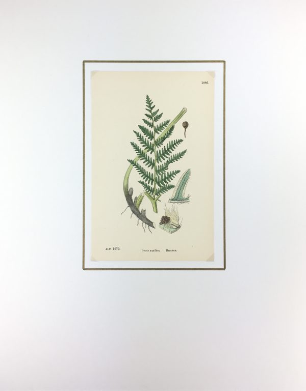 Botanical Print - Ferns, E.J. Lowe, 1870