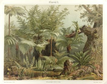 Botanical Print - Ferns, Meyers, 1894