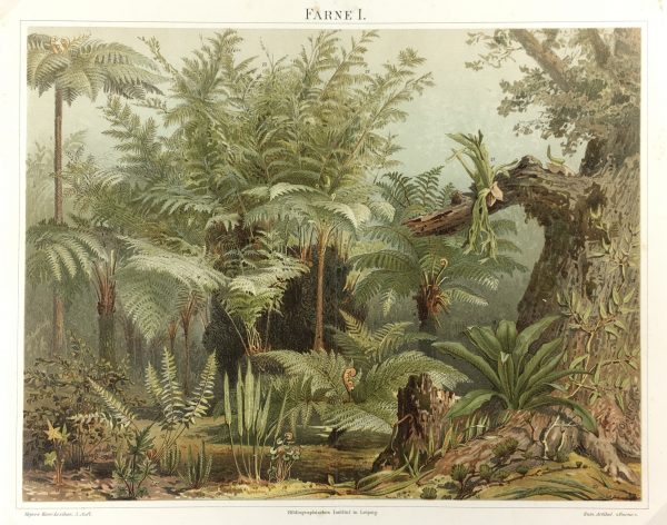 Botanical Print - Ferns, Meyers, 1894
