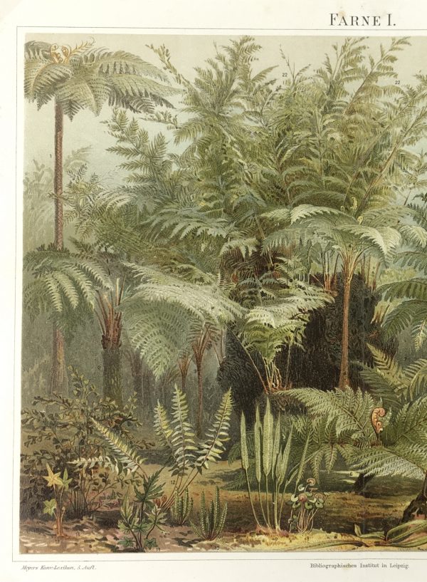 Botanical Print - Ferns, Meyers, 1894
