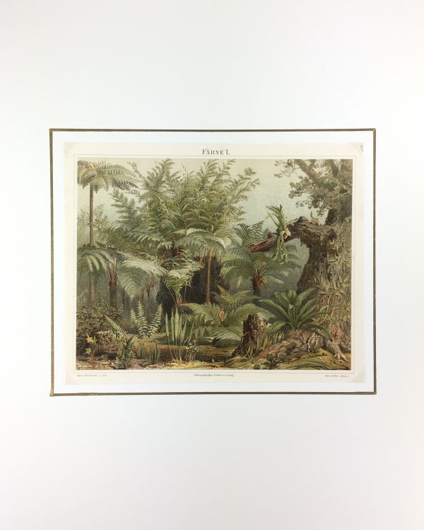 Botanical Print - Ferns, Meyers, 1894
