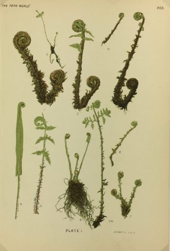 Botanical Print - Ferns, Francis Heath, 1885