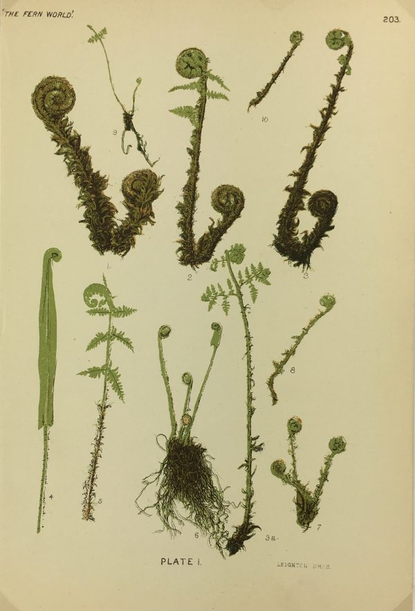 Botanical Print - Ferns, Francis Heath, 1885