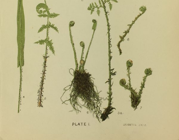 Botanical Print - Ferns, Francis Heath, 1885