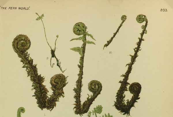 Botanical Print - Ferns, Francis Heath, 1885